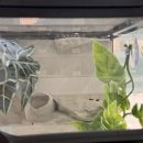 월촌역 | [대구/달서구] 파충류샵 크레아트 방문 후기 🦎 크레스티드게코부터 카멜레온까지 천국이네?!