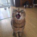 쭈코쭈코 | 인스타와 유튜브 스타가 될 쫑이 쭈코...? (엄마바램 ㅋ)