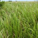 상모리-16 이미지