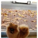 룰루랄라 애견미용실 이미지