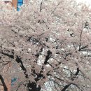 4월의 시(작가미상), 꽃무더기 세상을 삽니다^*^