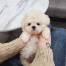 나눔펫 책임분양소 강아지분양 김포점 이미지