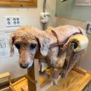 한양한방동물병원 이미지