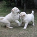 국영축산 이미지