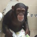 재주많은원숭이