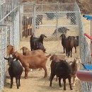 칠전농장 이미지