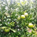 하귤민박 이미지