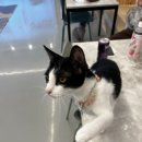 순한고양이 이미지