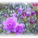 철쭉작은도서관 이미지