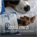 더덴탈 | 강아지 덴탈껌 프롬더셀 오드클리어 시나몬 치석제거 입냄새제거 한방에