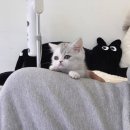 데일리독 | 의정부고양이 데일리독 의정부점 방문한 후기