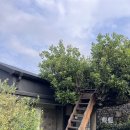 막다른 둥지 이미지