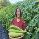 치유 텃밭에 자색 가루 체험용 고구마 심어 치유 음식 찹쌀가루 경단 만들기
