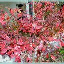 금송농장2 이미지