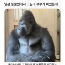 고릴라 - 4261 | 고릴라