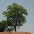 충신 문극겸과 나주 산포면 도민마을 감나무 이미지