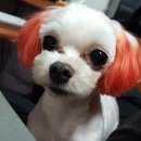 개린이세상 이미지