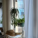 이레 오피스텔 | 고양이한테 안전한 식물 테이블야자 이레카야자 수경재배