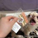 몽몽야옹 이미지