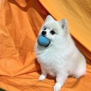 놀러오개 애견유치원 애견호텔 전주점 이미지