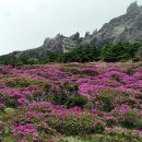 [제주 벙개산행]제주 돈네코~한라산과 올레길 트레킹 산행[06.11~12 토~일] 이미지