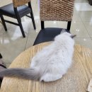 랙돌캐터리파이널돌 이미지