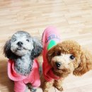 까까오독 애견미용실 | 전주 신시가지 까까오독 애견미용 후기