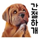 독특하개 이미지