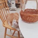 일상 속 라탄공예 이미지