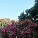 캠프어게인 이미지