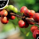 원두로R 이미지