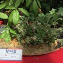 고삼농장 Daum카페