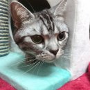 카페거리 동물병원 동행 이미지