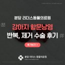 분당 아마존 동물병원 | 분당 동물병원 강아지 항문낭염 반복, 제거 수술 후기