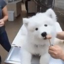 큰동물병원 이미지