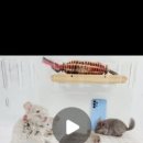 스몰펫하우스 이미지