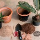 커피나무 이미지