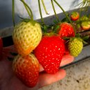 삼가관광농원 이미지