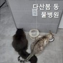 다산봄동물병원