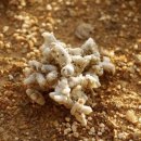 광영 농장 이미지