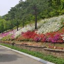 솔향수목원(솔숲광장) Daum카페