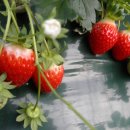 딸기직판체험장 이미지