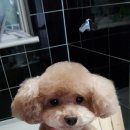 만점애견미용 이미지