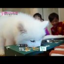 베이비독 이미지