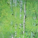 자작나무 이미지