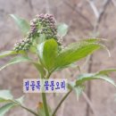 새로나화원 이미지