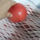 한마음토마토 이미지