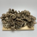 정남진농장 이미지