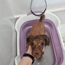 비주얼펫살롱 이미지