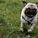 24시 강서 젠틀리동물의료센터 이미지